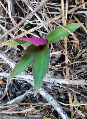 Tradescantia spathacea