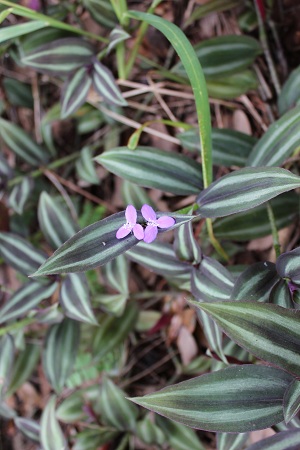 Tradescantia zebrina