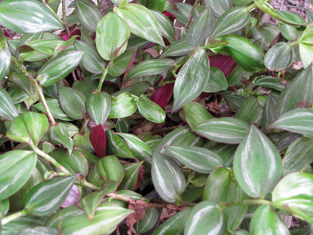 Tradescantia zebrina