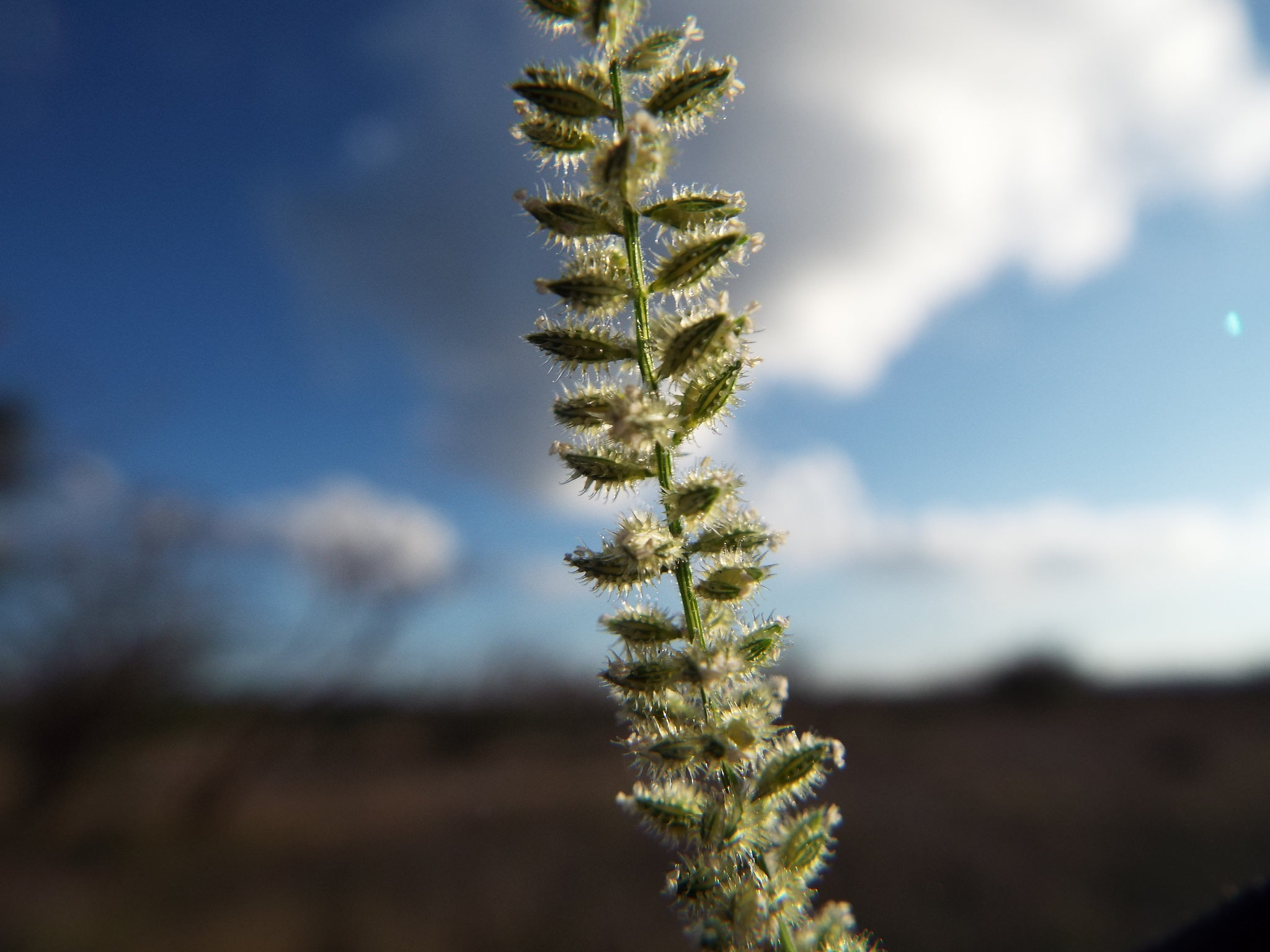 Tragus berteronianus