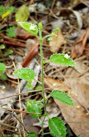 Tragia saxicola