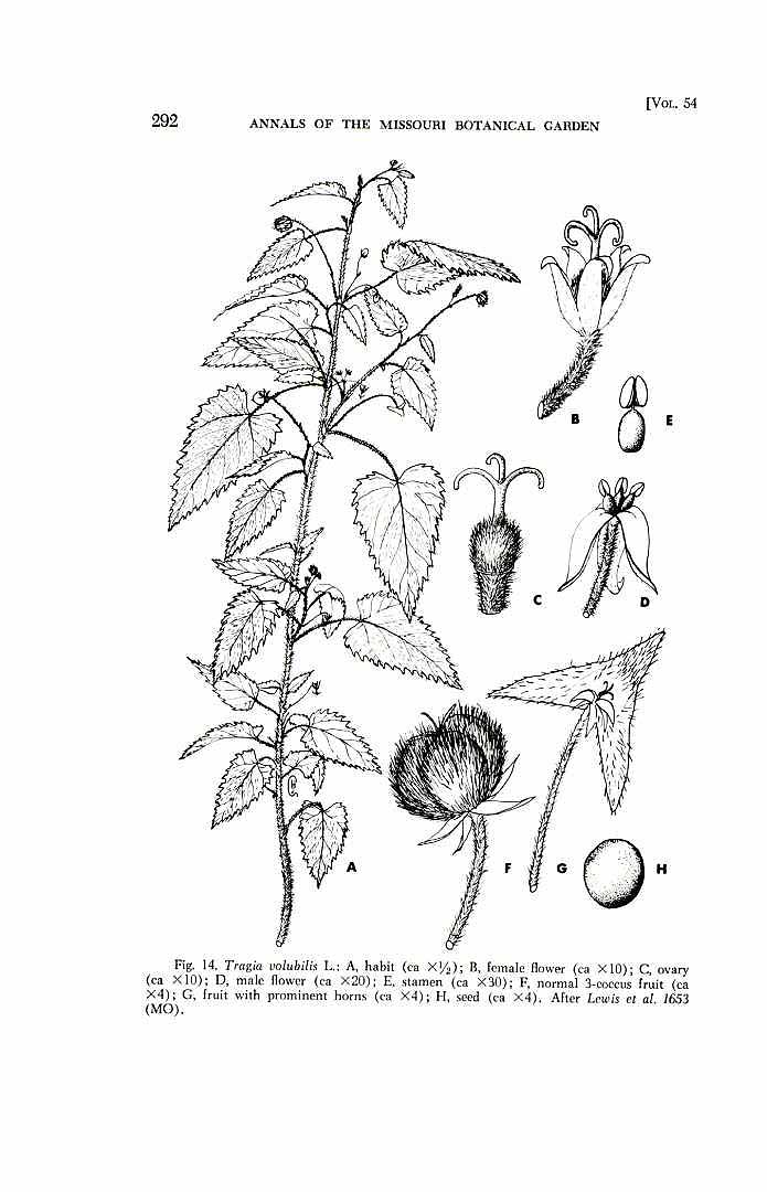 Tragia volubilis