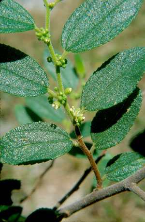 Trema lamarckianum