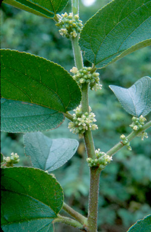 Trema floridanum