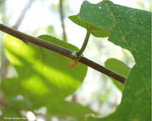 Trema floridanum