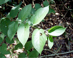 Trema floridanum