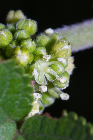 Trema floridanum