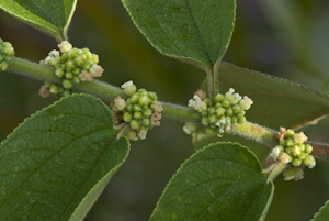 Trema floridanum