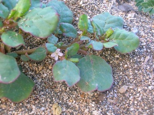 Trianthema portulacastrum