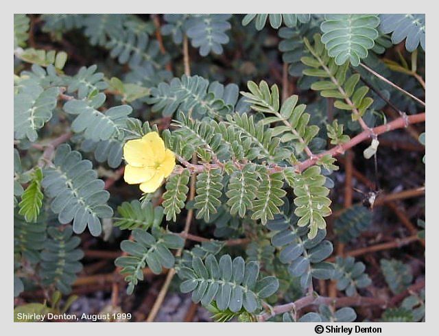 Tribulus cistoides