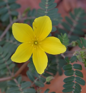 Tribulus cistoides