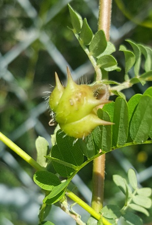 Tribulus cistoides