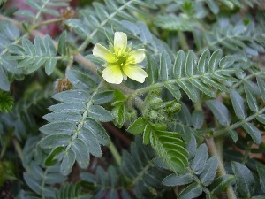 Tribulus terrestris