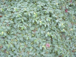 Tribulus terrestris