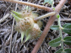 Tribulus terrestris