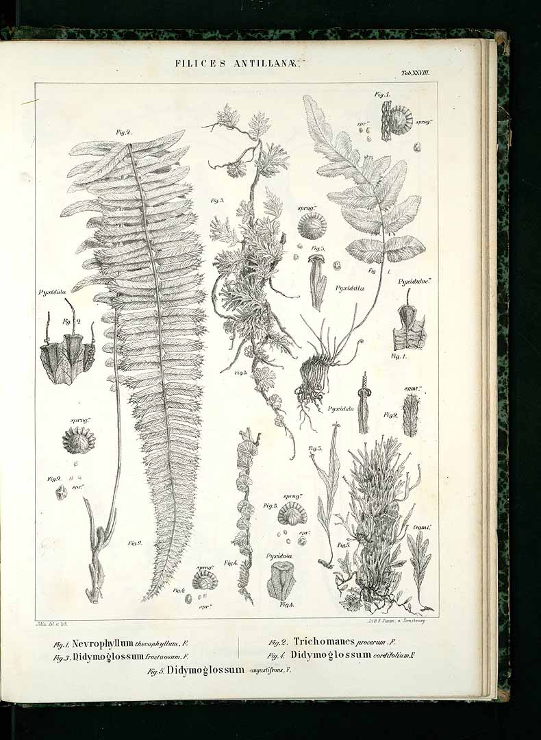 Didymoglossum angustifrons