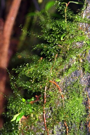 Polyphlebium capillaceum