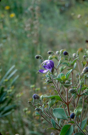 Trichostema dichotomum