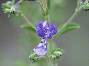 Trichostema dichotomum