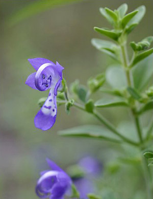 Trichostema dichotomum