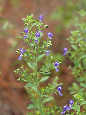 Trichostema dichotomum