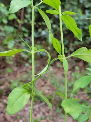 Trichostema dichotomum