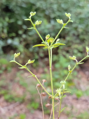 Trichostema dichotomum