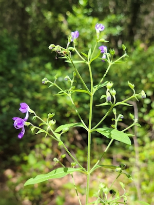 Trichostema dichotomum