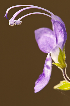 Trichostema dichotomum