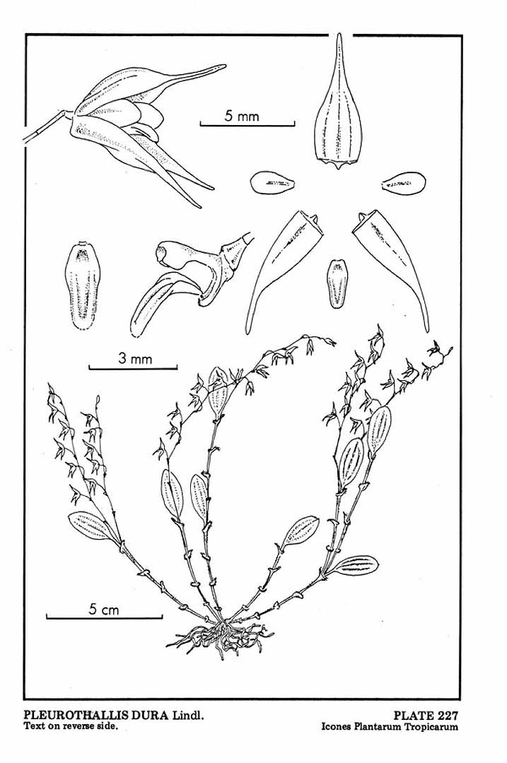 Trichosalpinx dura