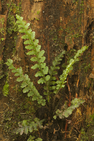 Trichomanes holopterum