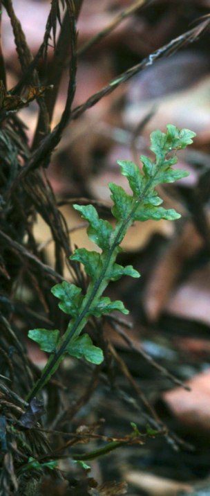 Trichomanes holopterum