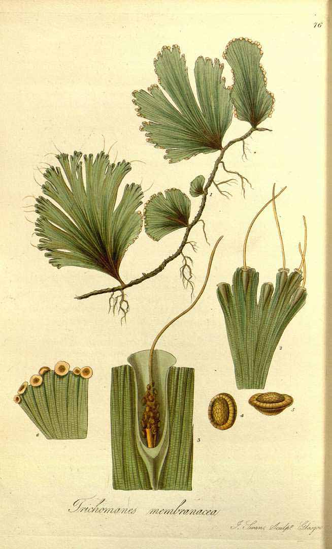 Didymoglossum membranaceum