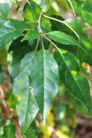 Trichostigma octandrum