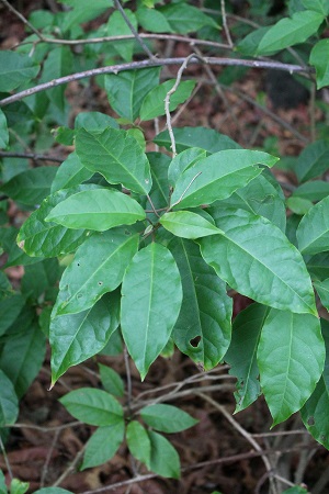 Trichostigma octandrum