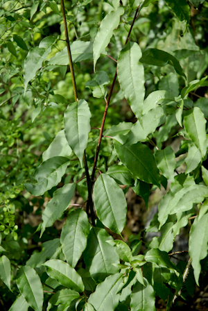 Trichostigma octandrum