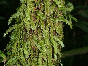 Trichomanes polypodioides