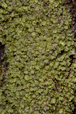 Didymoglossum punctatum