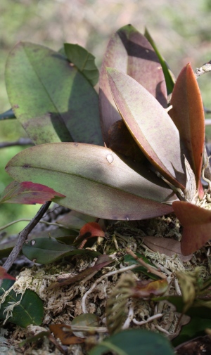 Trichocentrum undulatum