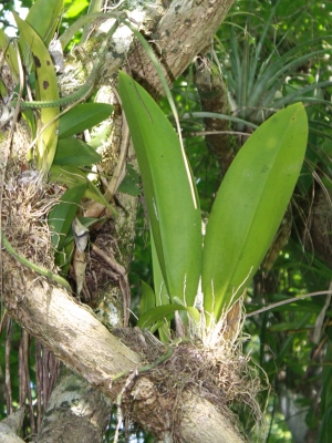 Trichocentrum undulatum