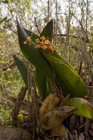 Trichocentrum undulatum