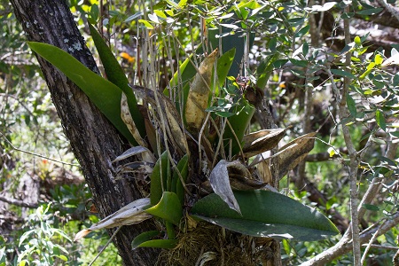 Trichocentrum undulatum