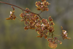 Trichocentrum undulatum