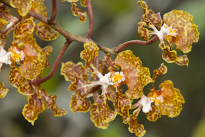 Trichocentrum undulatum