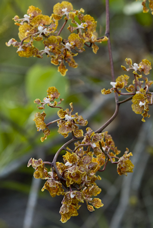 Trichocentrum undulatum