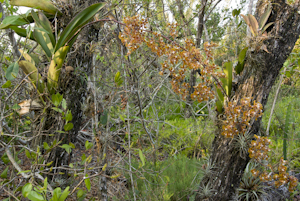 Trichocentrum undulatum