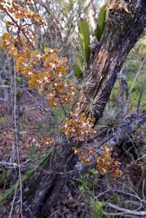 Trichocentrum undulatum