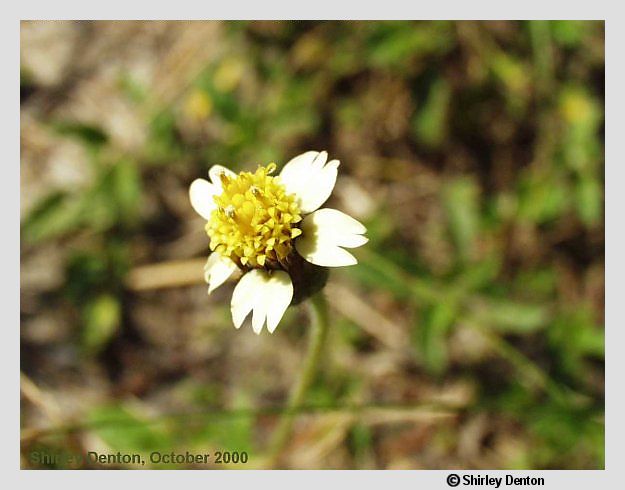 Tridax procumbens