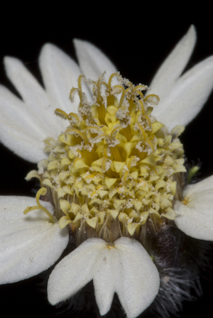 Tridax procumbens