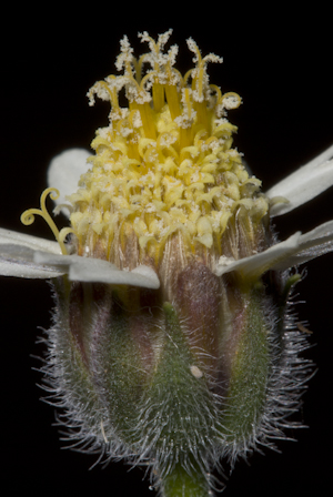 Tridax procumbens